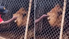 Enfureció a león, le arrancó un dedo y los visitantes pensaron que era una broma [VIDEO]