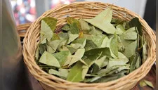 Abre tus ojos a las 7 maravillas de la hoja de coca que nunca conociste