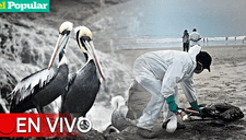 Gripe aviar en Perú EN VIVO: Estas son las restricciones del Minsa ante brote de virus en aves silvestres y domésticas