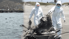 Gripe Aviar: ¿Pelícanos muertos en el mar pueden contagiar a los peces y otros animales marinos?