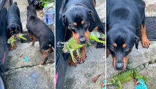 Rottweiler caza a una iguana y su dueño le grita: “Suelta eso, Gustavo, ese animalito no te hizo nada”