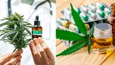 Minsa: cannabis se podrá usar de manera medicinal y terapéutico