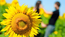 ¿Por qué se regalan flores amarillas cada 21 de marzo? Conoce cuál es el origen y qué significa