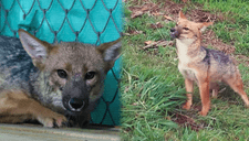 ¡Primer aniversario! El zorro andino Run Run cumple su primer año en la Granja Porcón