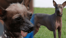 ¿El perro peruano sin pelo cura la artritis o el asma? Mitos y verdades sobre la mascota