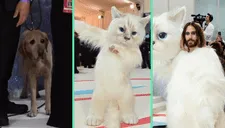 Perrito queda en shock al ver gato ‘gigante’ en el Met Gala 2023 y es viral en TikTok