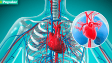 Aprende sobre el sistema circulatorio humano: todos los detalles del principal aparato corporal