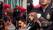 “Qué ternura. Es lo más interesante”, usuarios se enamoran del desfile de la Policía Canina