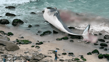 Ministerio Público investiga hallazgo de una ballena varada en Punta Hermosa