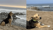 Vaguito, el perro que espera a su dueño frente al mar de Punta Negra todos los días: "Era pescador"