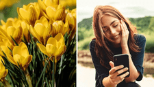 Las mejores frases y poemas de flores amarillas para enviar por WhatsApp el 21 de septiembre