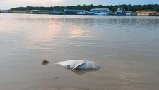 Encuentran más de 110 delfines de río muertos en un lago de la Amazonía brasileña