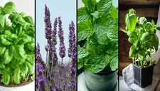 Plantas que alejarán las cucarachas de tu jardín