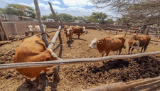 Preocupación por disminución de la producción de leche en 50 % en Lambayeque