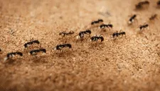 Soñar con Hormigas: Significado, Interpretaciones y Simbolismo