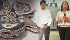 Magdalena: enorme serpiente Pitón es hallada en complejo deportivo Chamochumbi