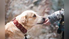 ¿Qué significa soñar con perros muertos?