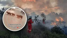 Incendio Forestal en Amazonas: tristes imágenes muestran cómo indefensos animales huyen de la tragedia que los azota