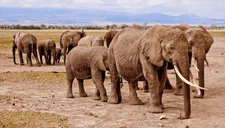 Sacrificarán a 200 elefantes para combatir escasez de alimentos por la peor sequía que vive África