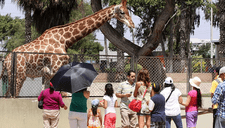 Parque de las Leyendas anuncia el cierre de uno de sus espacios y noticia sorprende a los usuarios ¿Qué pasó realmente?