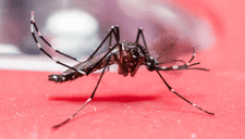 ¿Por qué no deberías aplastar un mosquito rojo en casa? Te contamos la sorprendente razón que hay detrás