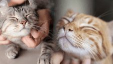 ¿Mi gato es feliz? Descubre el lenguaje secreto de estos felinos para una buena convivencia