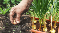 ¡Cultiva tus propias cebollas! Guía práctica para principiantes que quieren sembrar en casa