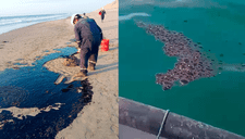 Piura: revelan imágenes de animales muertos en playa de Cabo Blanco tras derrame de petróleo