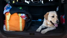 Viajar con tu mascota: consejos para una experiencia segura y cómoda