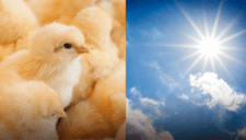 Tips para cuidar de tus pollitos durante el verano