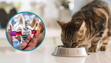 Detectan contaminación por gripe aviar en famosa comida para mascotas y la retiran del mercado