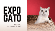 Expogato 2025: La feria que promueve la adopción responsable de felinos