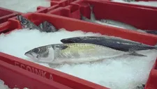 Opciones marinas más nutritivas y accesibles del mar peruano