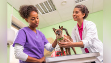 Día Mundial del Veterinario: Guardianes de la salud animal y humana en Perú