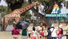 Parque de las Leyendas REMATARÁ entradas con 50% de descuento: revisa cómo conseguirlas y hasta cuándo