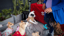 SuperPet lanza su 4ta Jornada Nacional de Adopciones en todo el país