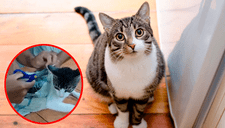 ¡Insólito! Capturan a un 'GATO NARCO' cuando estaba ingresando droga a un penal en Costa Rica