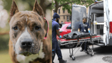Último momento | Bebé de un mes muere tras brutal ataque de su perro en Nueva York mientras sus padres dormían