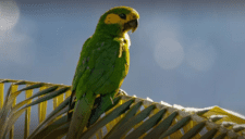 Cultivos de palma aceitera destruyen el hábitat del loro orejiamarillo ¿Qué pasará con esta especie?