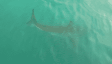 Terror en el mar: avistamientos de tiburones cierran playas en Nueva York este fin de semana