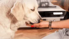 ¿Detectives caninos? Estudio científico confirma que los PERROS pueden detectar el PARKINSON con un 98% de efectividad
