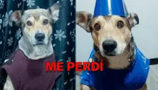 Clamor desesperado en Los Olivos: familia implora ayuda para hallar a su perrito herido y perdido