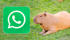 Modo Capibara en WhatsApp: cómo se puede habilitar en agosto de 2025 paso a paso