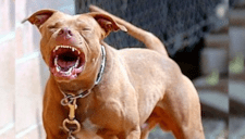 ¡Terror en Los Olivos! Peligroso PITBULL aterroriza vecinos con feroces ataques: ya ha matado otras mascotas