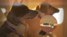 Bark Air | vuelos | mascotas