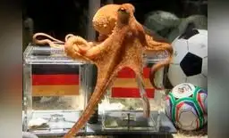 El Pulpo Paul, la sensación de Sudáfrica 2010