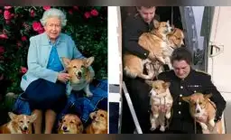 Los corgis fueron las mascotas reales que acompañaron a la reina Isabel II toda su vida.