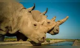 Naji y Fatu son las únicas reinocerontes blancas en el mundo