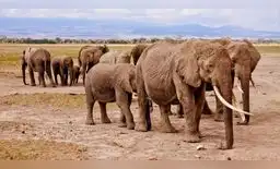 Sacrificarán a 200 elefantes para combatir escasez de alimentos por la peor sequía que vive África