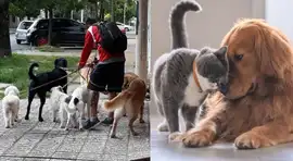 El ESCANDALOSO MONTO que tendrán que pagar de MULTA los ciudadanos que tengan más de dos MASCOTAS en casa